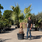 Mexicaanse waaierpalm - 300 cm