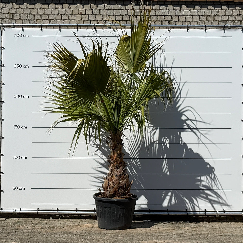 Mexicaanse waaierpalm - 300 cm