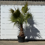 Mexicaanse waaierpalm - 300 cm