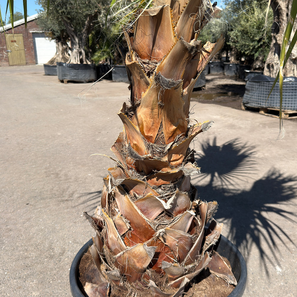 Mexicaanse waaierpalm - 300 cm