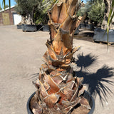 Mexicaanse waaierpalm - 300 cm