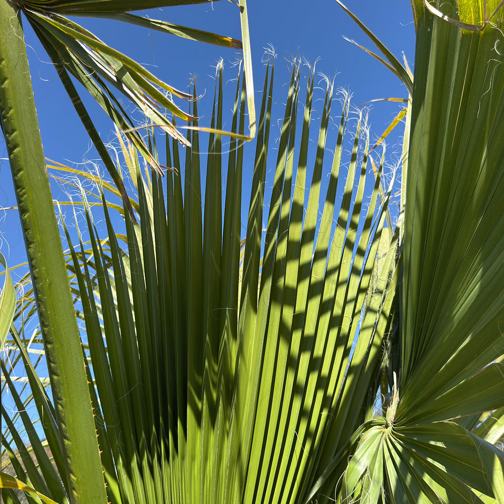 Mexicaanse waaierpalm - 300 cm