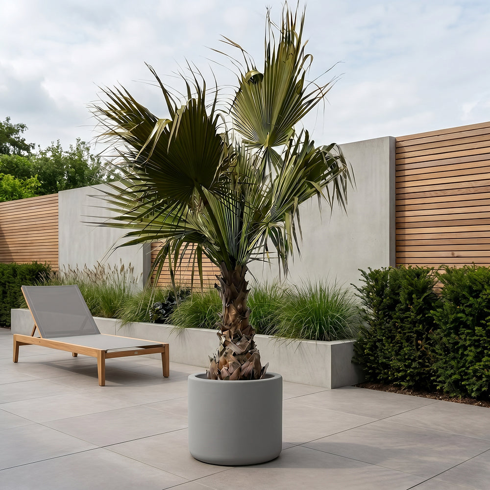 Mexicaanse waaierpalm - 300 cm