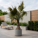 Mexicaanse waaierpalm - 300 cm