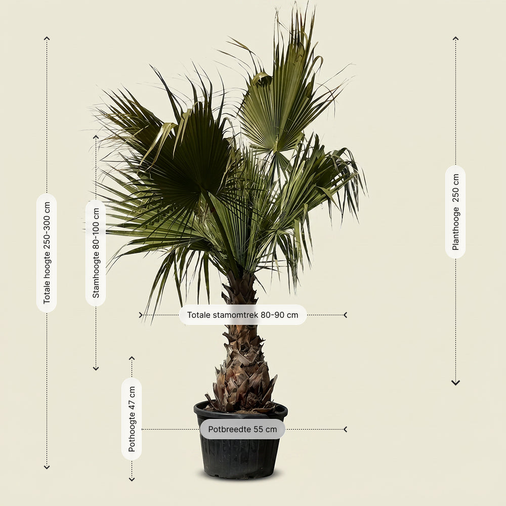 Mexicaanse waaierpalm - 300 cm