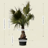 Mexicaanse waaierpalm - 300 cm