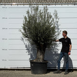 Olijfboom met robuuste stam