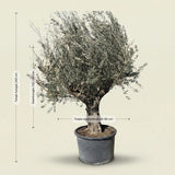 Olijfboom met robuuste stam