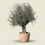 Olijfboom met robuuste stam