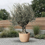 Olijfboom met robuuste stam