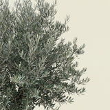 Olijfboom met robuuste stam