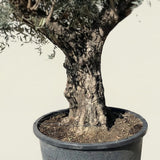 Olijfboom met robuuste stam