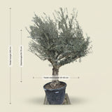 Olijfboom met open kroon