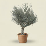 Olijfboom met open kroon