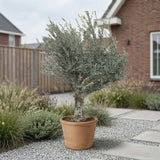 Olijfboom met open kroon