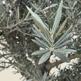 Olijfboom met open kroon