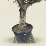 Olijfboom met open kroon