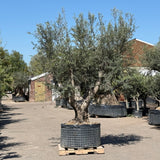 Olijfboom met krachtige meerstammige basis