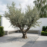Olijfboom met krachtige meerstammige basis