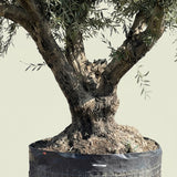 Olijfboom met krachtige meerstammige basis