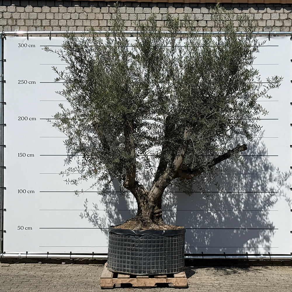 Olijfboom met krachtige meerstammige basis