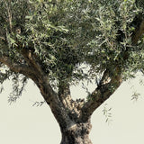 Olijfboom met krachtige meerstammige basis