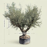 Olijfboom met krachtige meerstammige basis