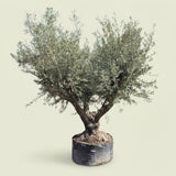 Olijfboom met krachtige meerstammige basis