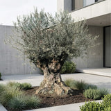 Olijfboom bonsai - 260 cm