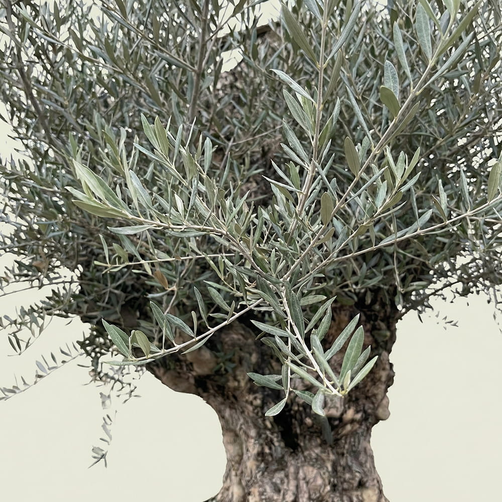 Olijfboom bonsai - 260 cm