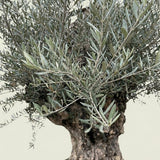 Olijfboom bonsai - 260 cm