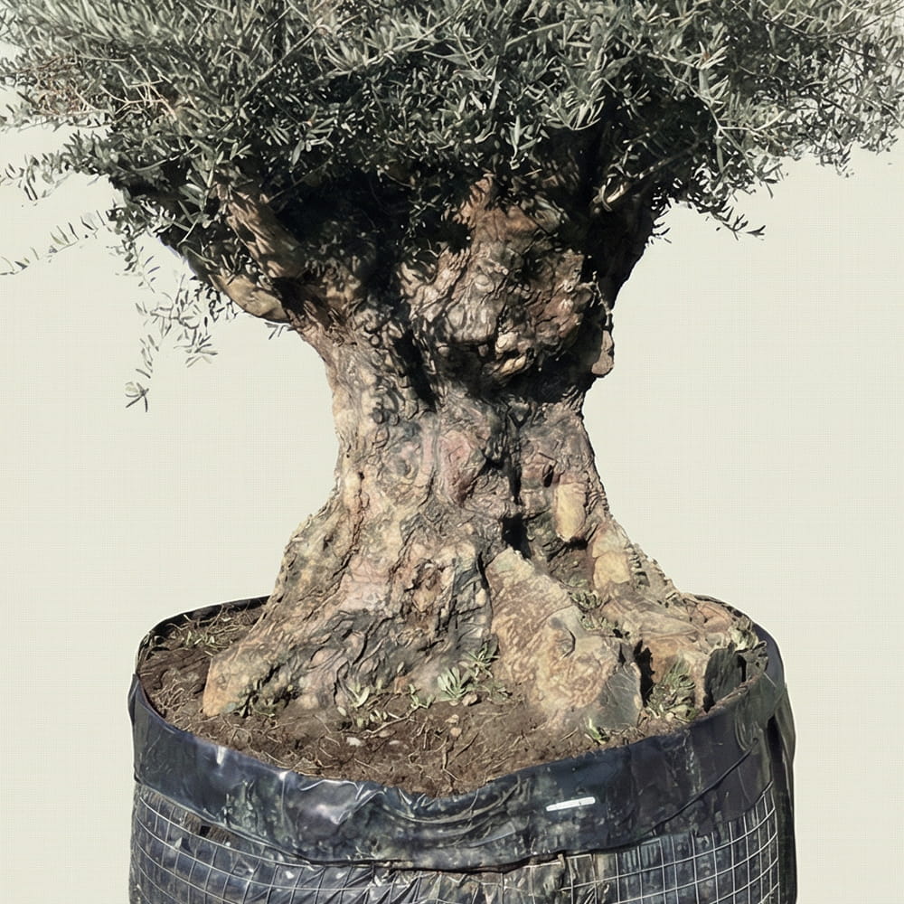 Olijfboom bonsai - 260 cm