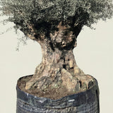 Olijfboom bonsai - 260 cm