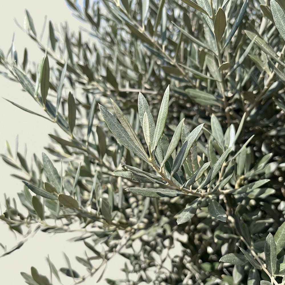 Olijfboom bonsai - 260 cm