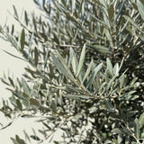 Olijfboom bonsai - 260 cm