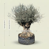 Olijfboom bonsai - 260 cm