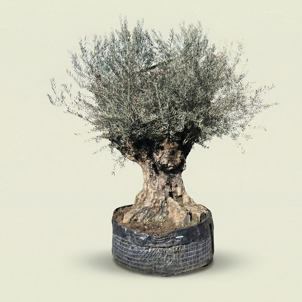 Olijfboom bonsai - 260 cm
