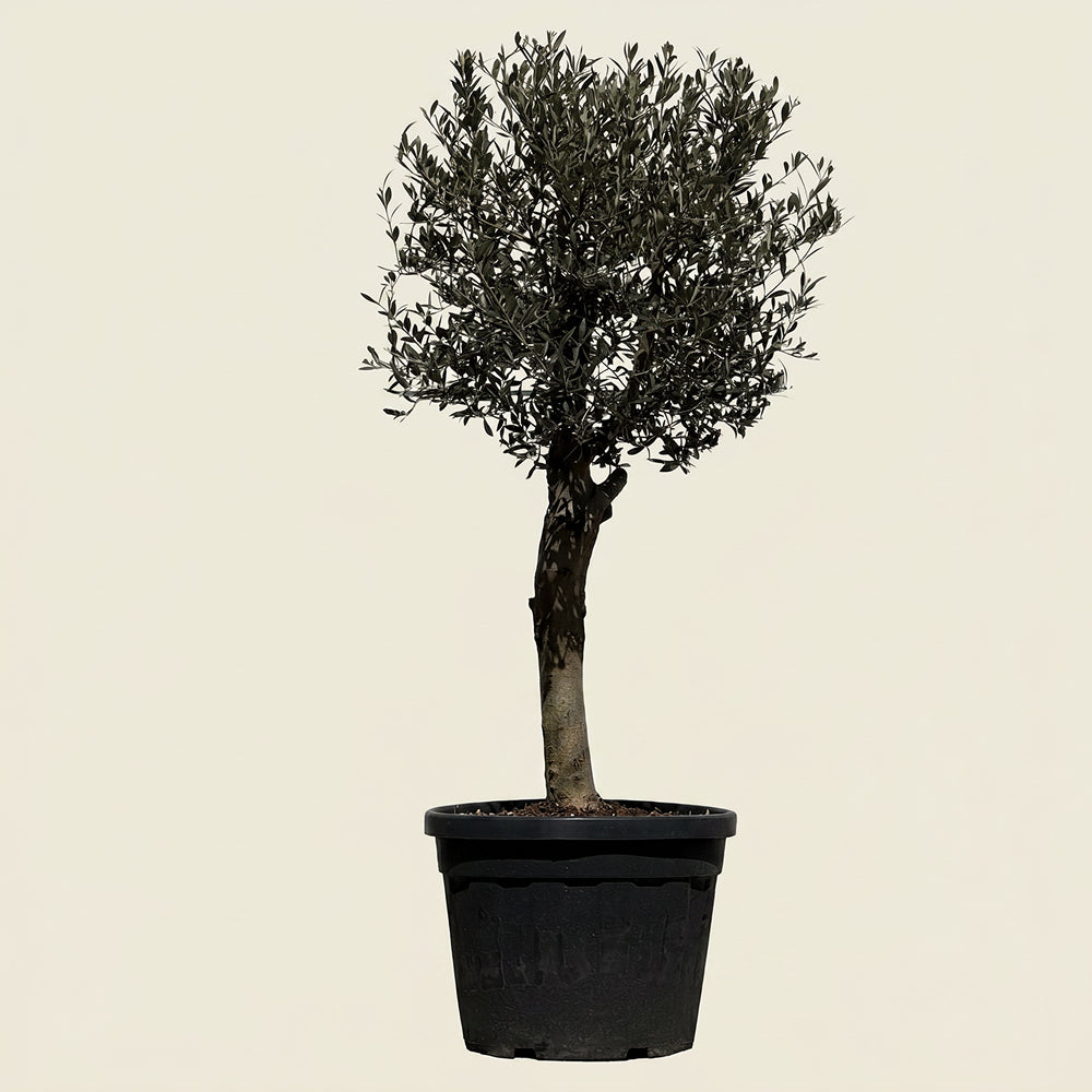 Olijfboom met verzorgde kroon en slanke stam