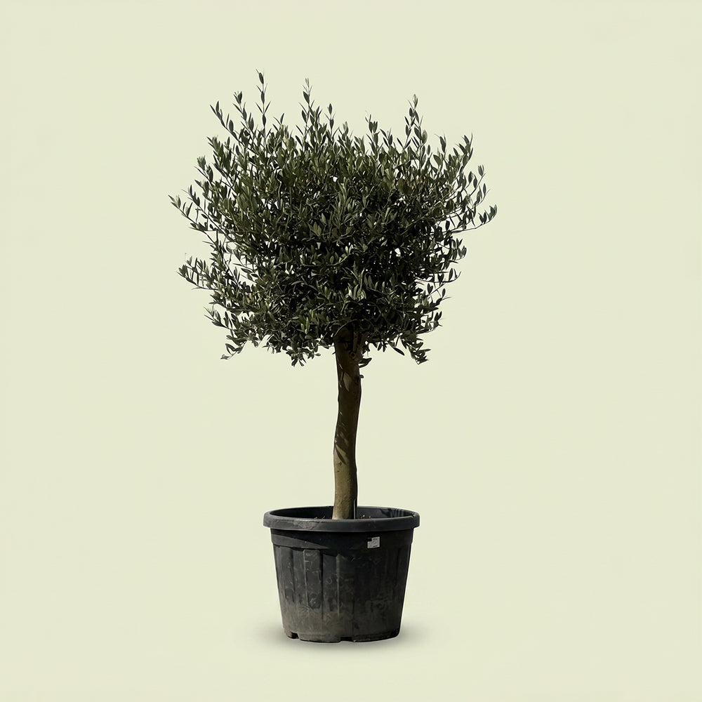 Olijfboom met verzorgde kroon en slanke stam