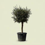 Olijfboom met verzorgde kroon en slanke stam