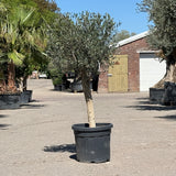 Olijfboom met verzorgde kroon en slanke stam