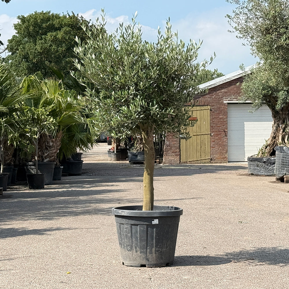 Olijfboom met verzorgde kroon en slanke stam