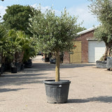 Olijfboom met verzorgde kroon en slanke stam