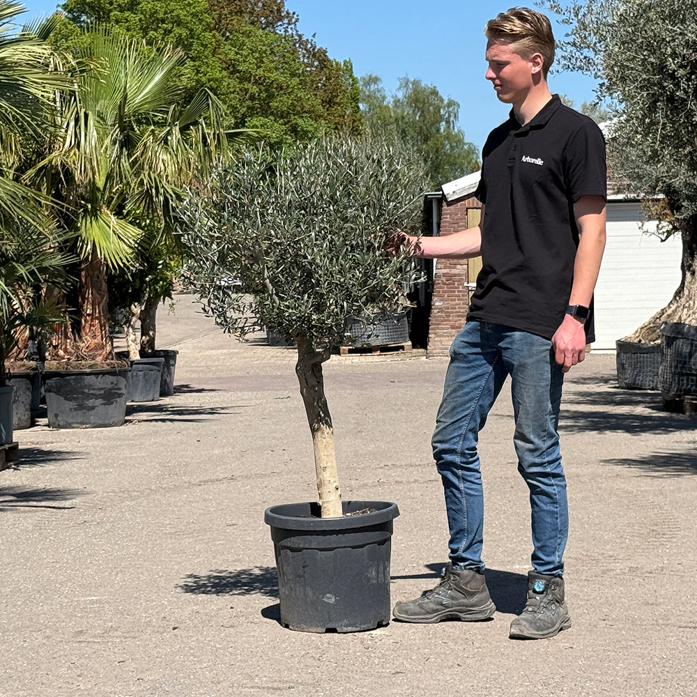 Olijfboom met verzorgde kroon en slanke stam