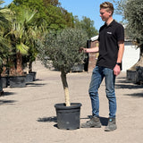 Olijfboom met verzorgde kroon en slanke stam