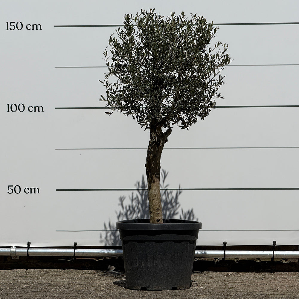 Olijfboom met verzorgde kroon en slanke stam