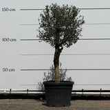 Olijfboom met verzorgde kroon en slanke stam