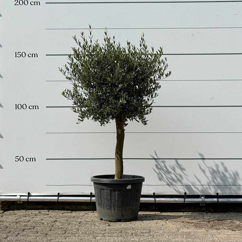 Olijfboom met verzorgde kroon en slanke stam