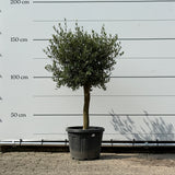 Olijfboom met verzorgde kroon en slanke stam