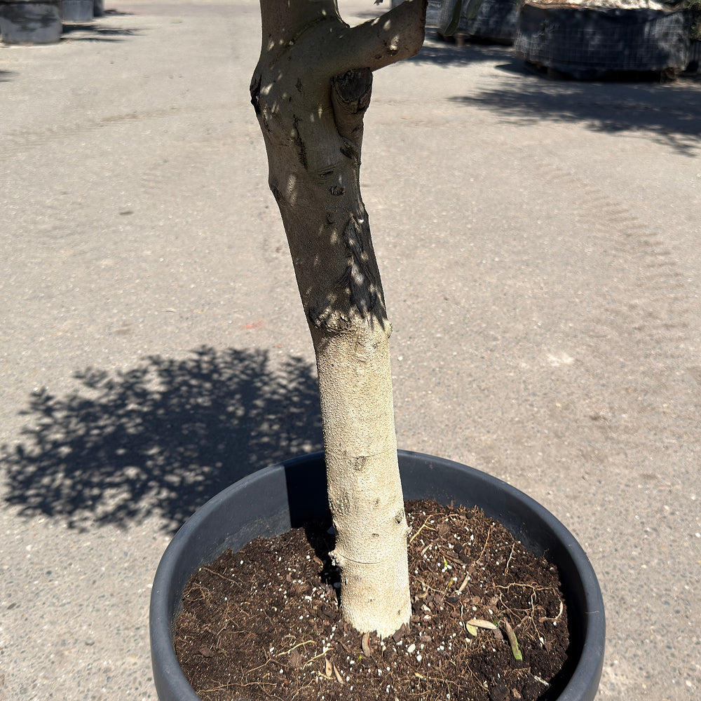 Olijfboom met verzorgde kroon en slanke stam